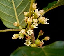 articleimages/سیاه توسه ( تنگرس سیاه )/101.jpg